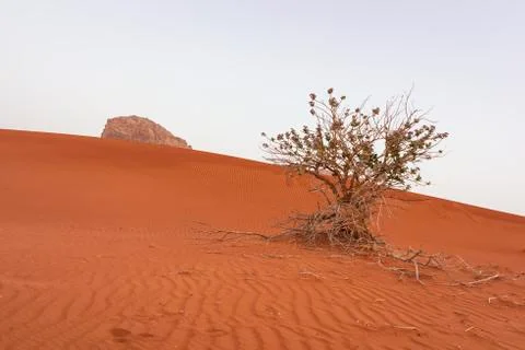 Desert tree grow on the desert sand with pattern Stock Photos