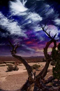 Desert tree Stock Illustration