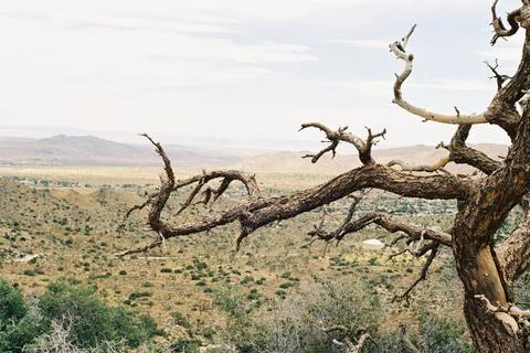 Desert Tree Landscape Stock Photos