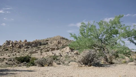 Desert Tree Orbit 4k Stock Footage 79662172