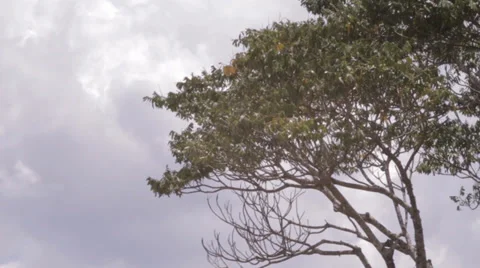 Desert tree  on an overcast day 库存影片 33792222