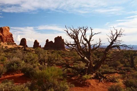 Desert tree Stock Photos
