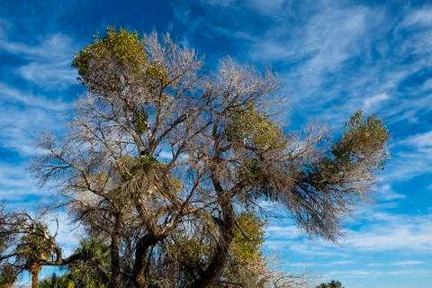 Desert Tree Stockfoto's