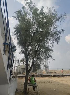 Desert tree Foto stock