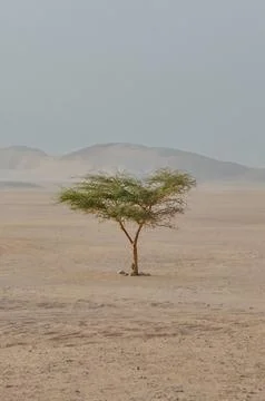 Desert tree Stock Photos