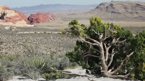 Desert tree Red Rock Park Las Vegas Nevada HD Stock Footage 10905657