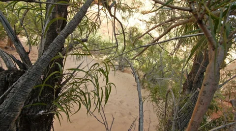 Desert tree tracking jungle 1 Stock Footage 34393159