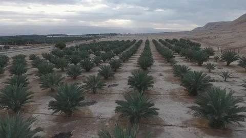 Desert Trees Aerial Stock Footage 71006043