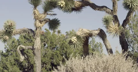 Desert Trees against a blue sky. Joshua Tree National Park Stock Footage 54979664