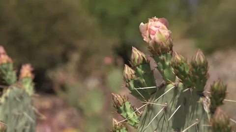 Desert Trees and Cactus Close-Up Stock Footage 49774794