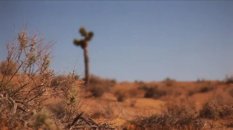 Desert trees and cactus Stock Footage 595116