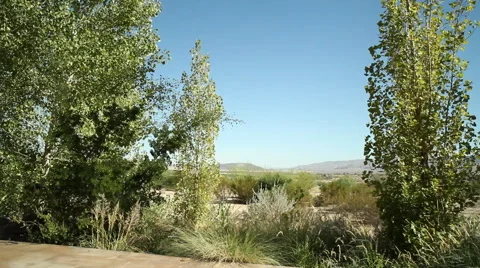Desert Trees Video stock 40815233