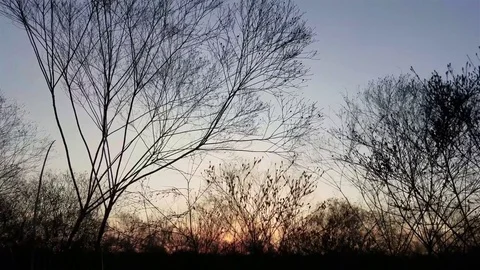 Desert Trees Stock Footage 73779084