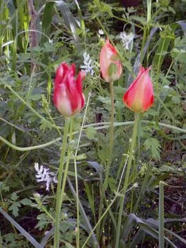 The Desert Tulip Stock Photos