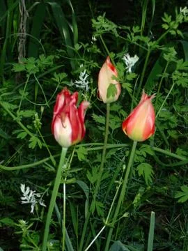 The Desert Tulip Stock Photos