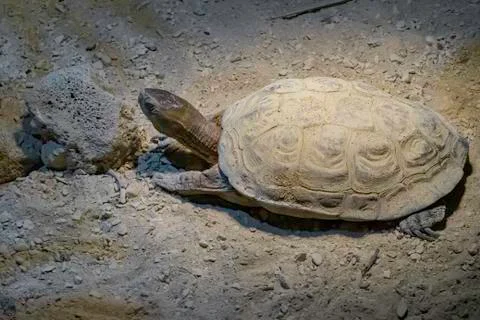 Desert turtle alone in the sand Stock Photos