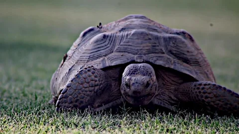 Desert Turtle Stock Footage 95902976