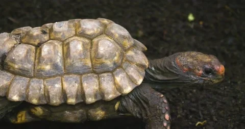 Desert turtle Stock Footage 134845461