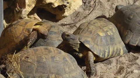 Desert turtle interacting Stock Footage 273745955
