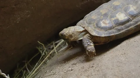A Desert turtle walking Stock Footage 263602883