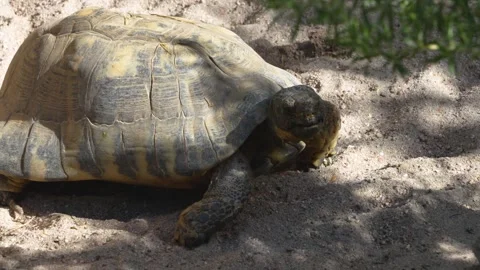 A Desert turtle walking Stock Footage 272547318