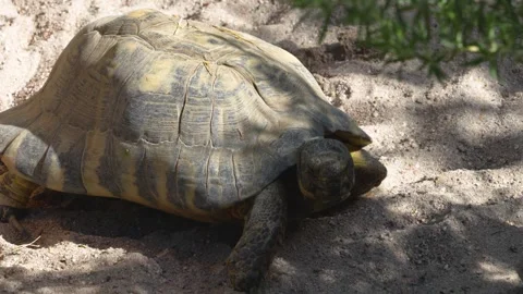 Desert turtle walking Stock Footage 273745301