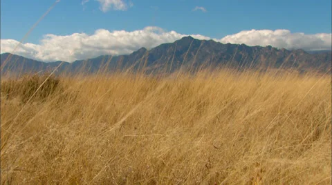 Desert Valley Grass Vídeo Stock 33652954