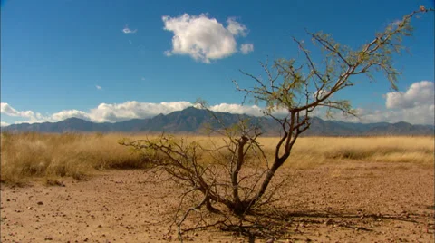 Desert Valley Tree Vídeo Stock 33653047