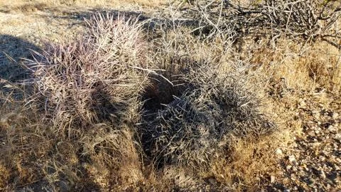Desert Vegetation 2 Stock Photos