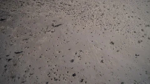 Desert Vegetation Stock Footage 132535562