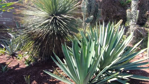Desert Vegetation with hard midday light, Truck right camera movement Video stock 97874683
