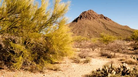 Desert Vegetation Foto stock
