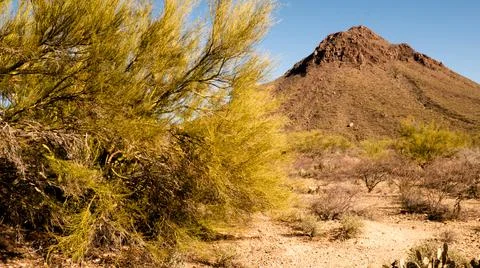 Desert Vegetation Foto stock