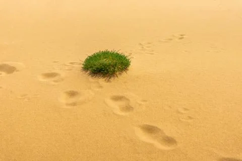 Desert vegetation Stock Photos