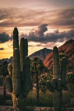 Desert View Stock Photos