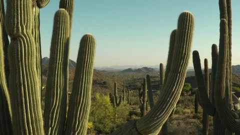 Desert view with Saguaro Cactus UHD Stock Footage 75501003