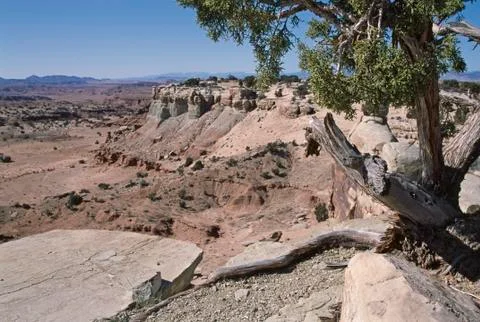 Desert view with tree Stock Photos