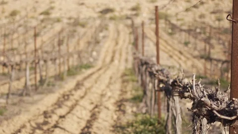 Desert vineyard Stock Footage 113321599