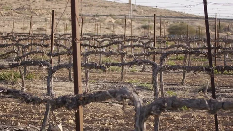 Desert vineyard 스톡 동영상 113321607