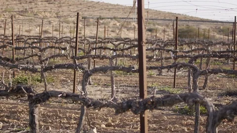 Desert vineyard Stock Footage 113321611