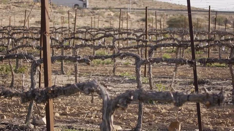 Desert vineyard Stock Footage 113321637