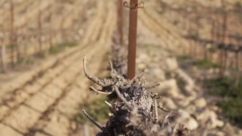 Desert vineyard Stock Footage 113321659