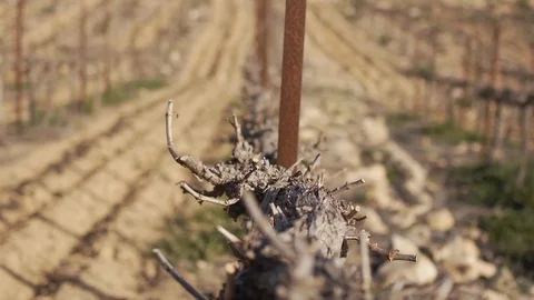 Desert vineyard Stock Footage 113321664