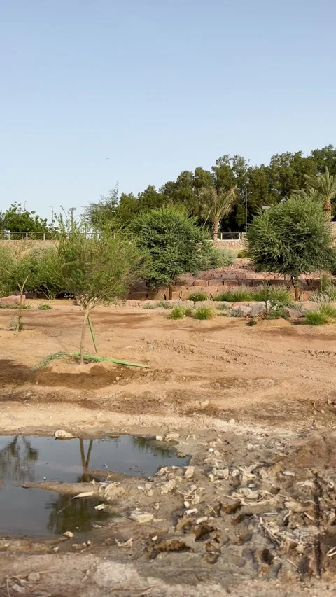 Desert Wadi Landscape with Trees and Stagnant Water Stock Footage 337888157