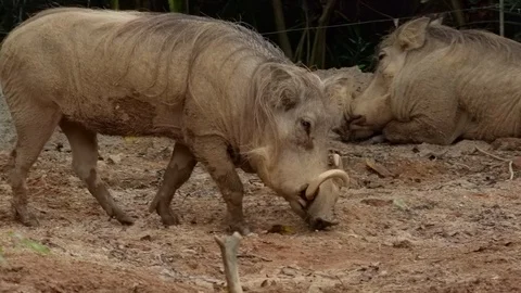 Desert warthogs Stock Footage 93529850