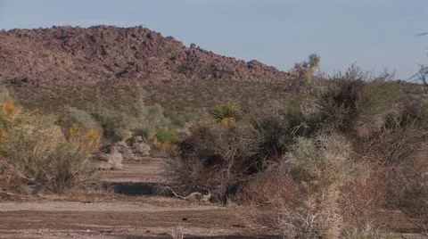 Desert Wash 4 Stock Footage 10610551
