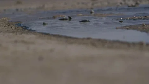 Desert Water 1 Stock Footage 80892847