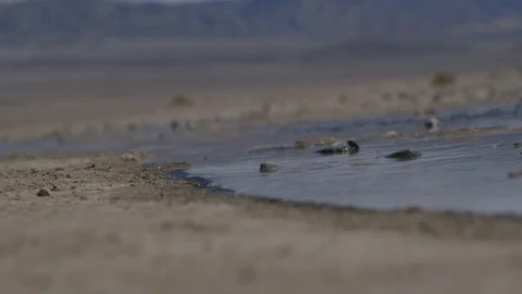 Desert Water 3 Stockbeeldmateriaal 80892822