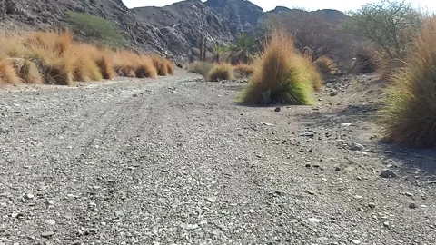 Desert way with grass on side Stock Footage 161091389