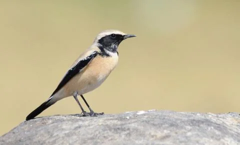 Desert wheatear Stock Photos